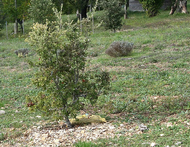 Innoculated truffle tree